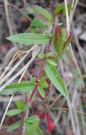 Eupatorium subvenosum (A. Gray) E. E. Schill.的圖片