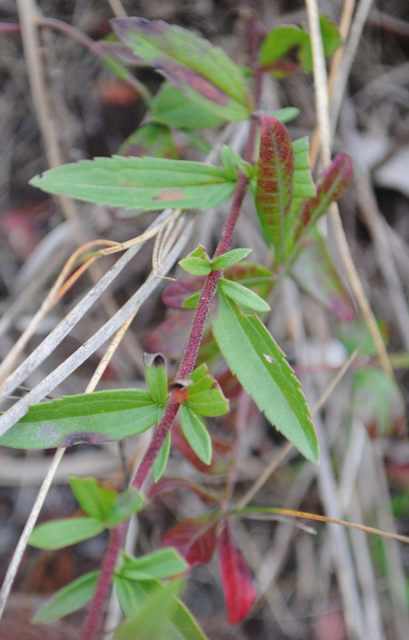 Image of white thoroughwort