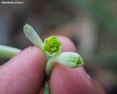 Agave rosei Thiede & Eggli resmi