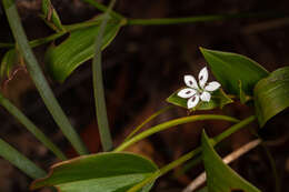 Image of Schelhammera multiflora R. Br.