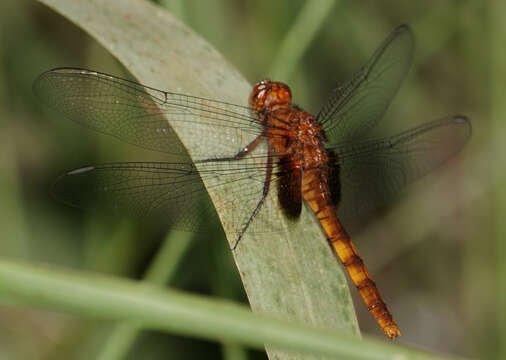 Image of Erythemis mithroides (Brauer 1900)