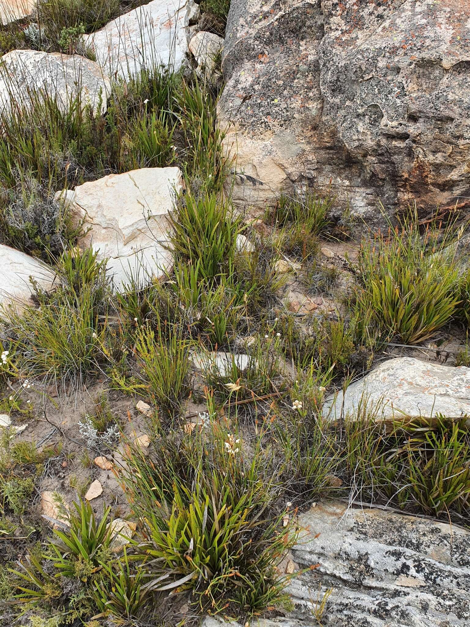 Image de Satyrium eurycalcaratum van der Niet