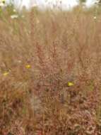 Sivun Agrostis subspicata (Willd.) Raspail kuva