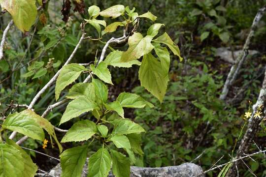 Image of Pittocaulon velatum (Greenm.) H. Rob. & Brettell