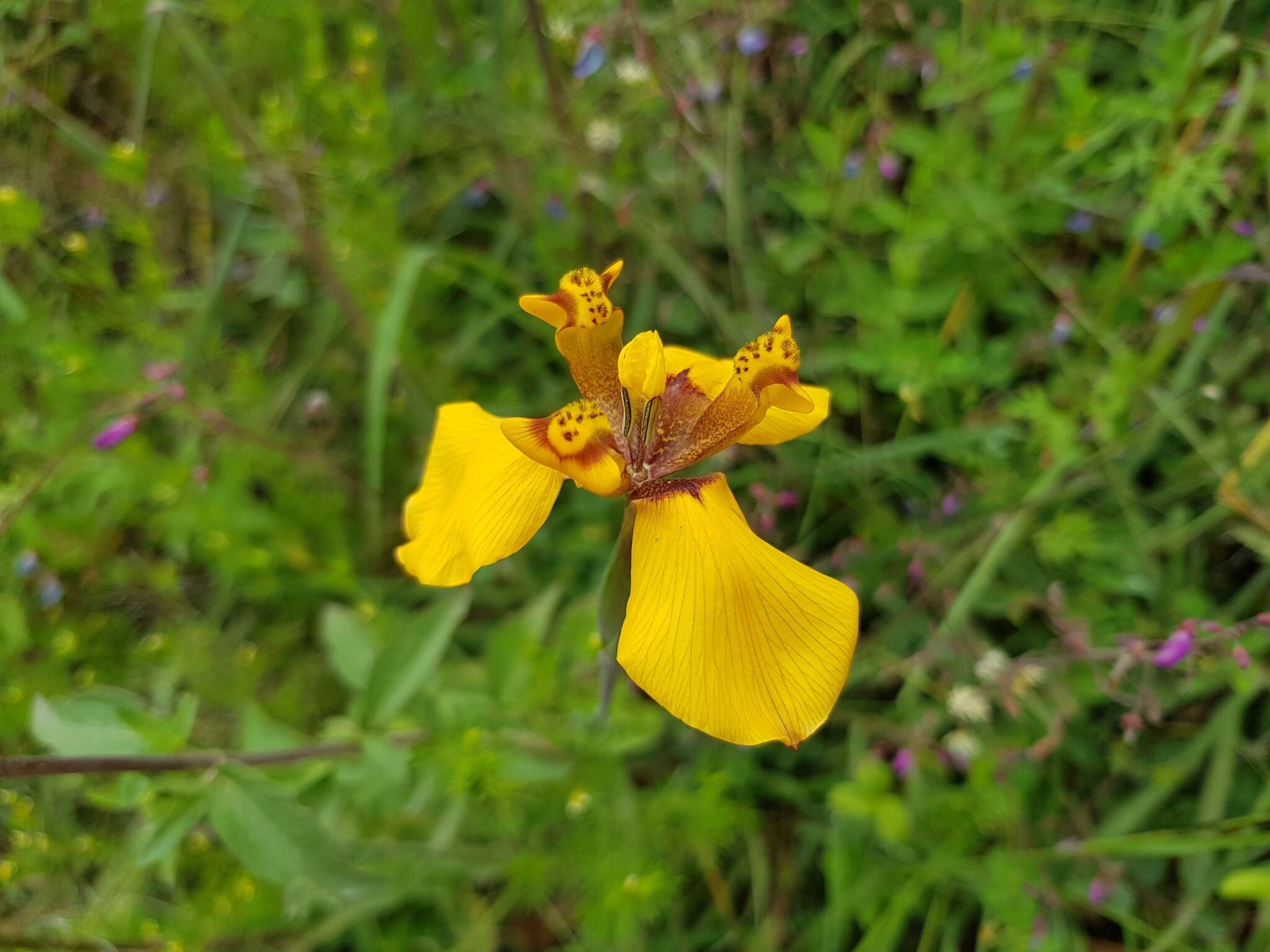 Image of Hesperoxiphion peruvianum (Baker) Baker