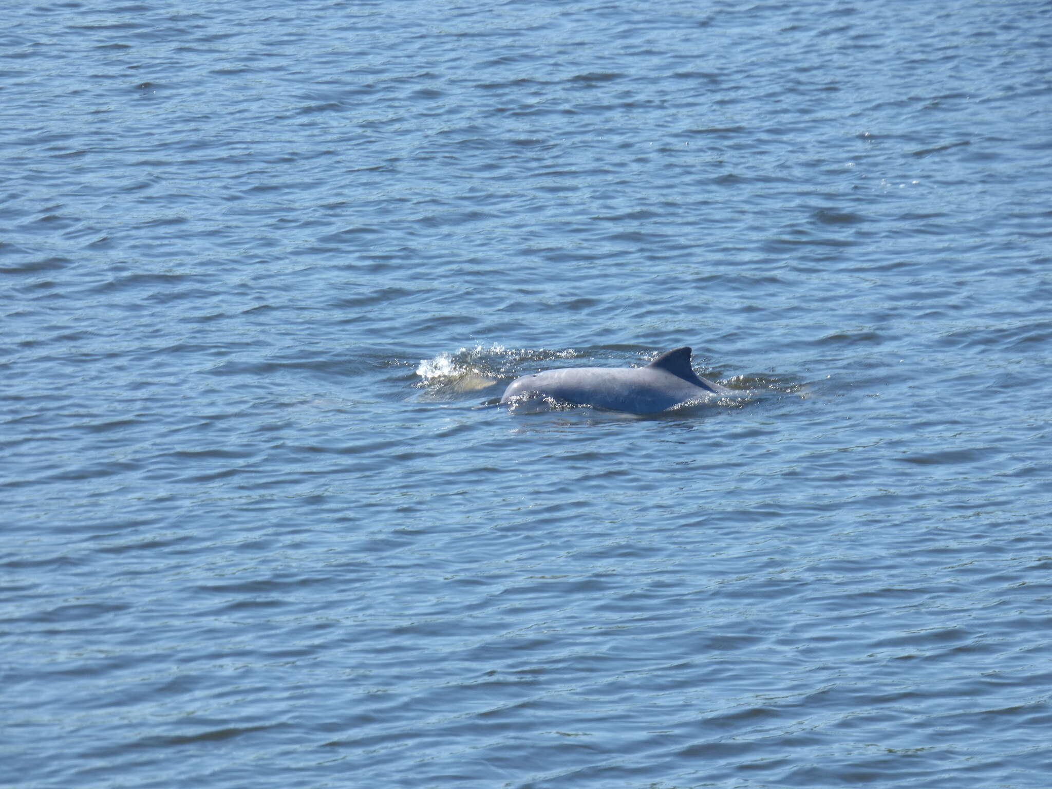 Image of Amazon River Dolphin