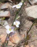 Image of Heliophila glauca Burch. ex DC.