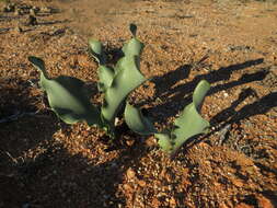 Imagem de Haemanthus namaquensis R. A. Dyer