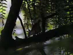 Image of White-breasted Wood Wren