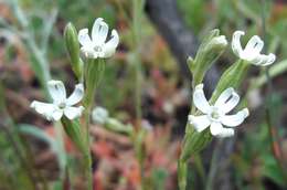 Слика од <i>Silene aethiopica</i>