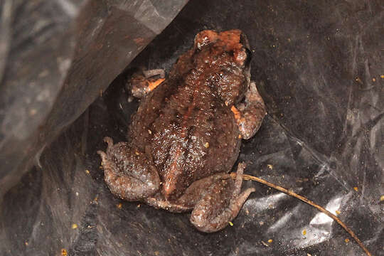 Image of Great Brown Brood-frog