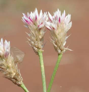 Image of Ptilotus corymbosus R. Br.