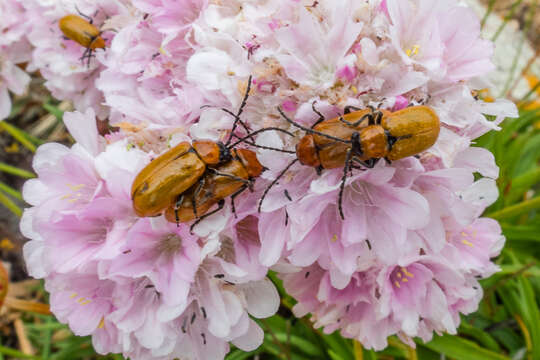 Image of Armeria berlengensis Daveau