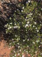 Image of Lime Daisy-bush