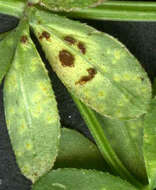 Plancia ëd Puccinia punctata Link 1816