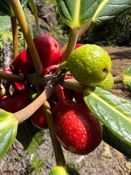 Ficus asperula Bur.的圖片