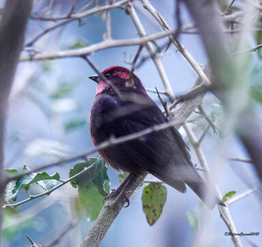 Image of Procarduelis Blyth 1843