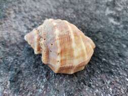 Image of Florida Rock Shell