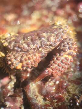 Слика од Paraxanthias taylori (Stimpson 1861)