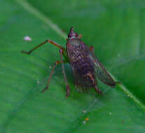 Image of Igava callipepla (Gerstaecker 1895)