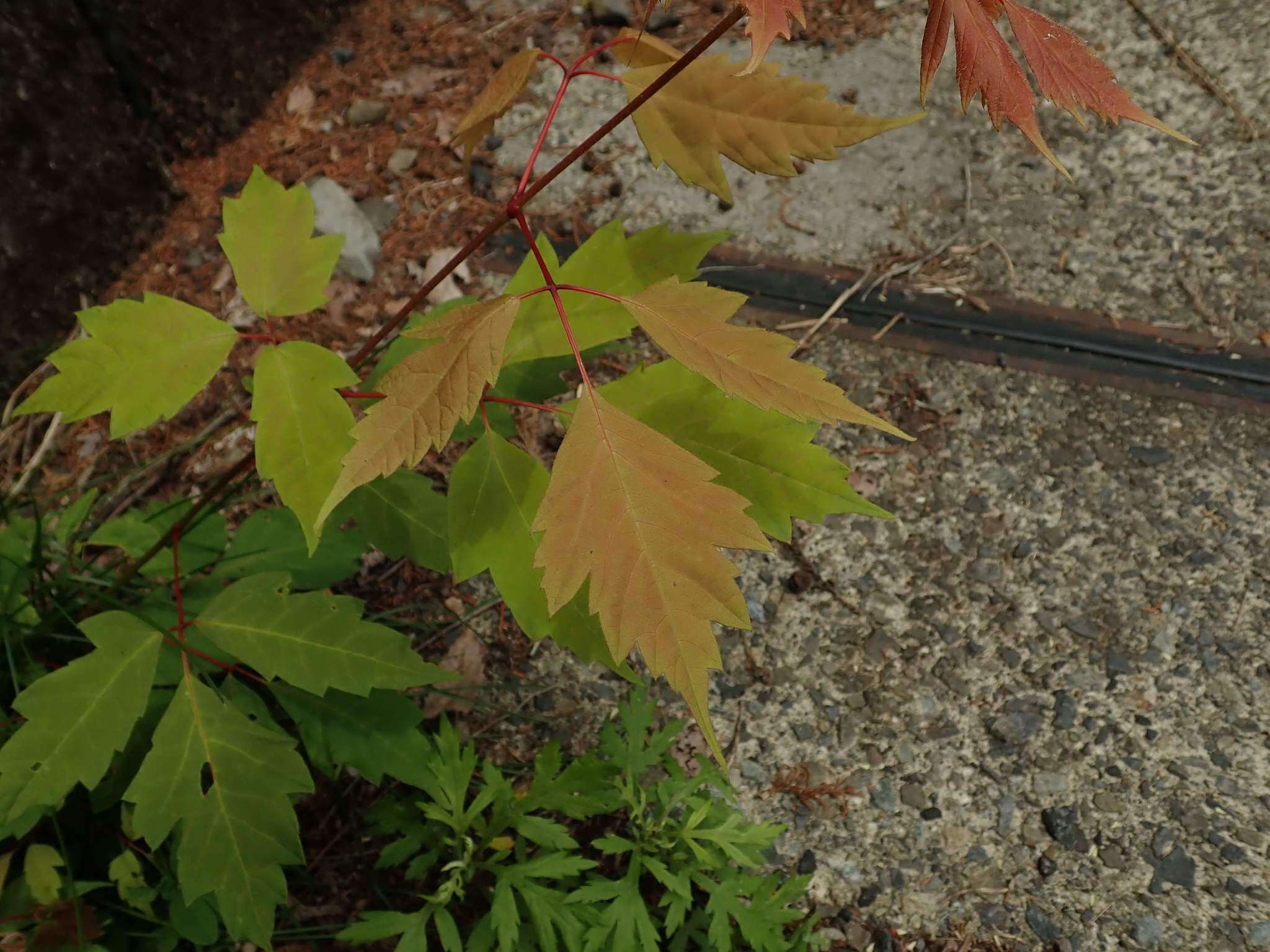 Acer cissifolium (Sieb. & Zucc.) C. Koch resmi