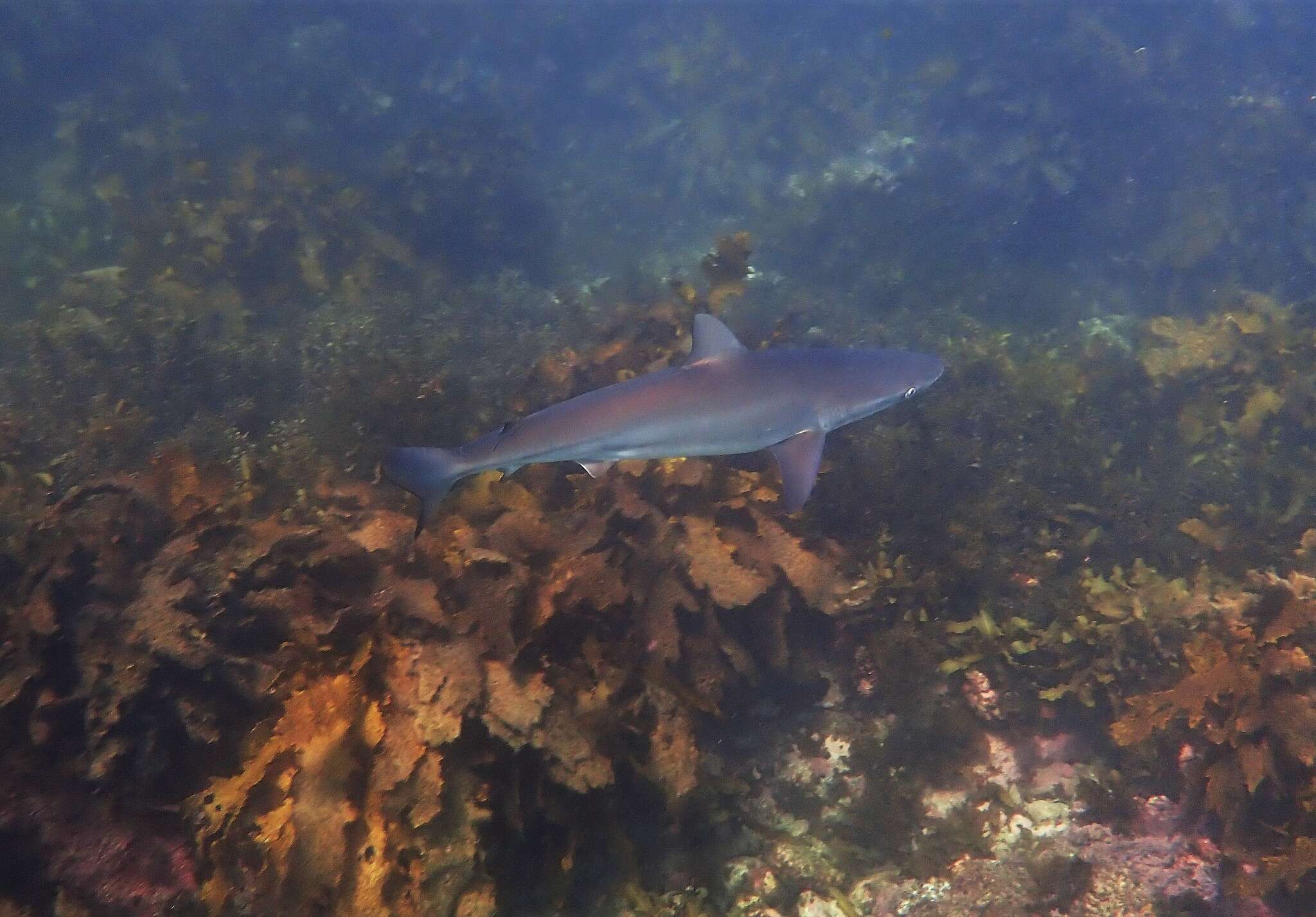 Image of Dusky Shark