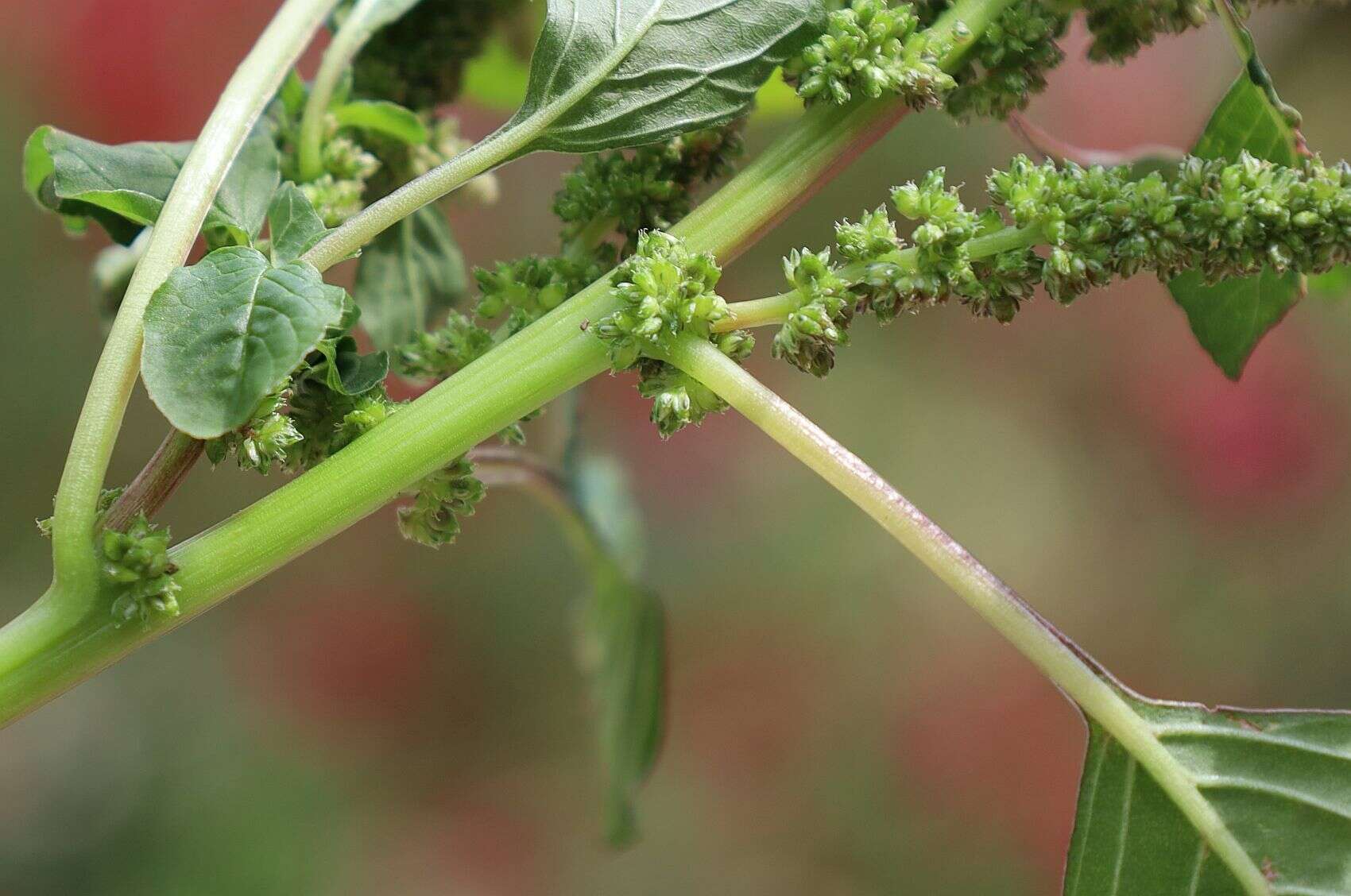 Image of Amaranthus emarginatus subsp. emarginatus