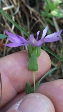 Image of barrens silky aster