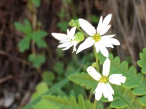 Image of hillside woodland-star