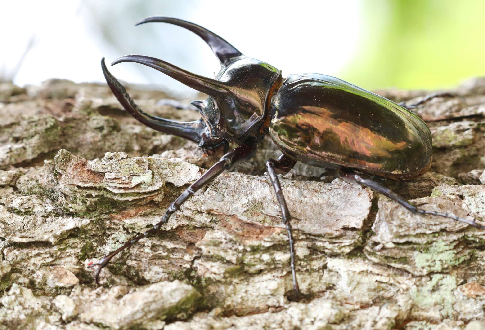 Image of Chalcosoma atlas mantetsu Nagai 2004