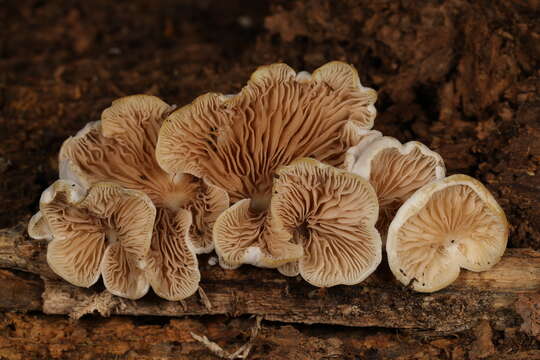 Слика од Entoloma depluens (Batsch) Hesler 1967