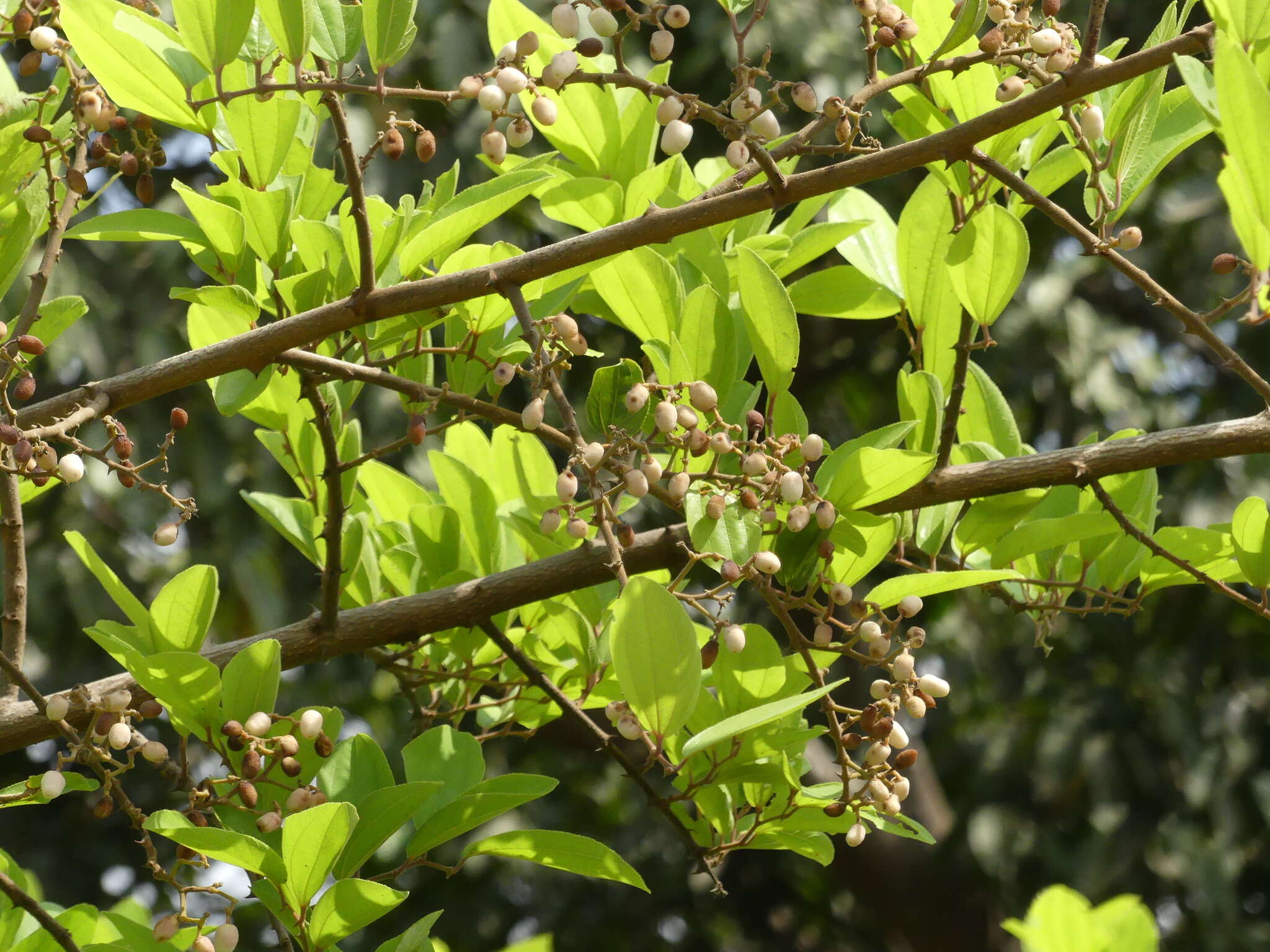 Ziziphus rugosa Lam. resmi