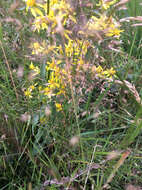 Plancia ëd Solidago virgaurea L.