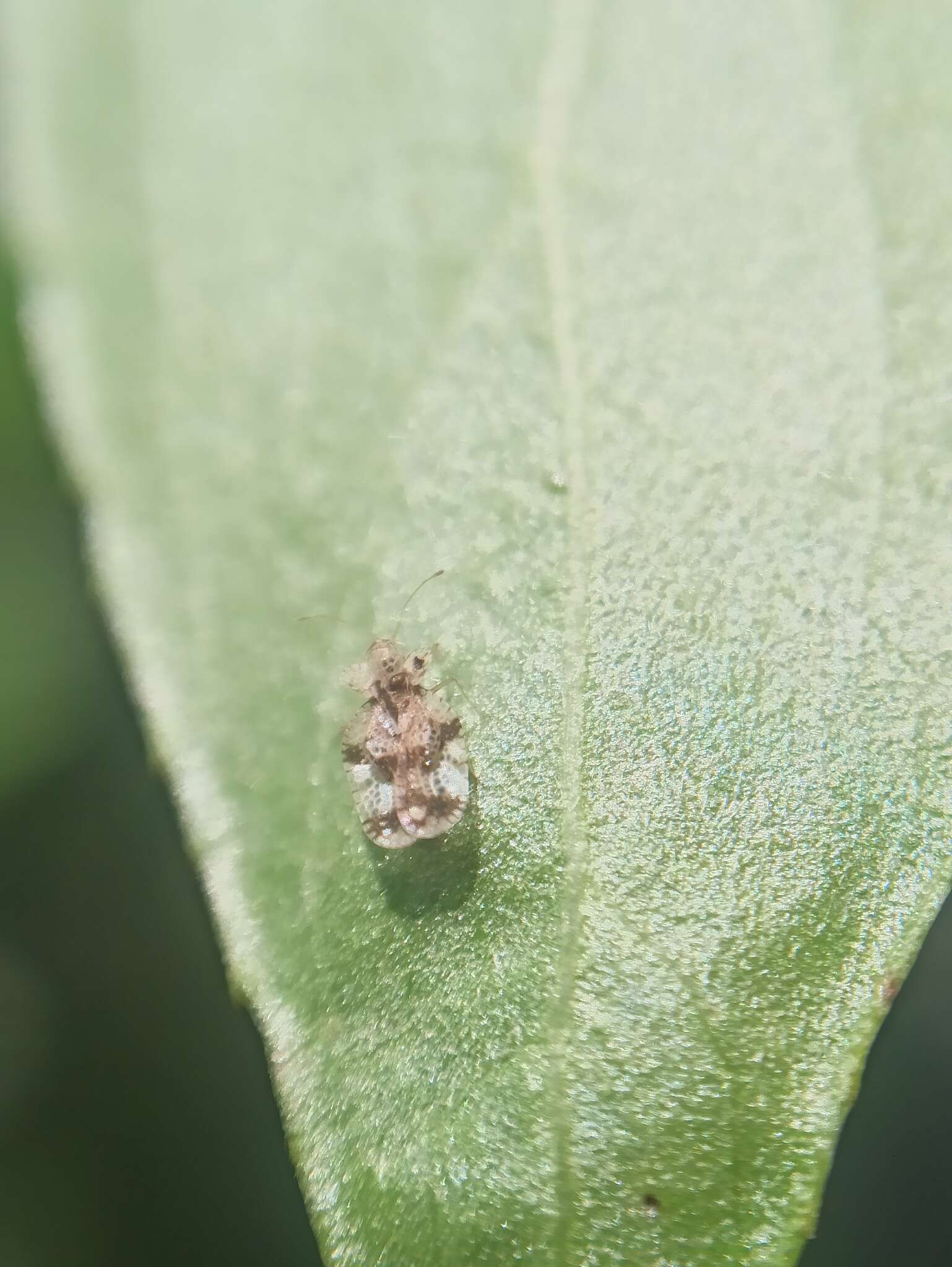 Image of Oak Lace Bug