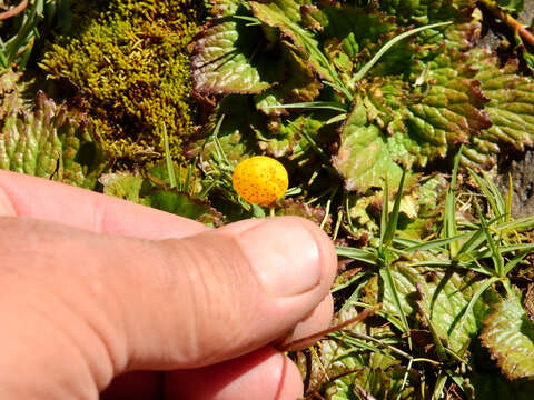 Image of Calceolaria filicaulis Clos