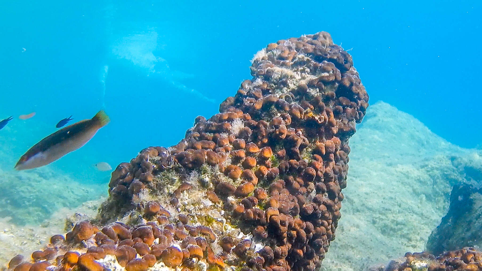 Image of chicken liver sponge