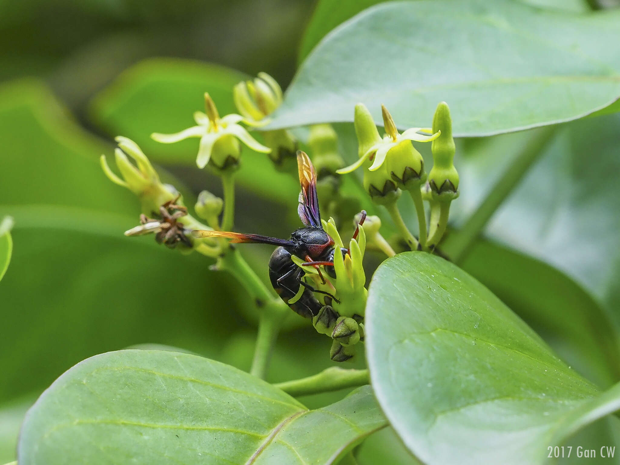 Rhynchium haemorrhoidale (Fabricius 1775)的圖片