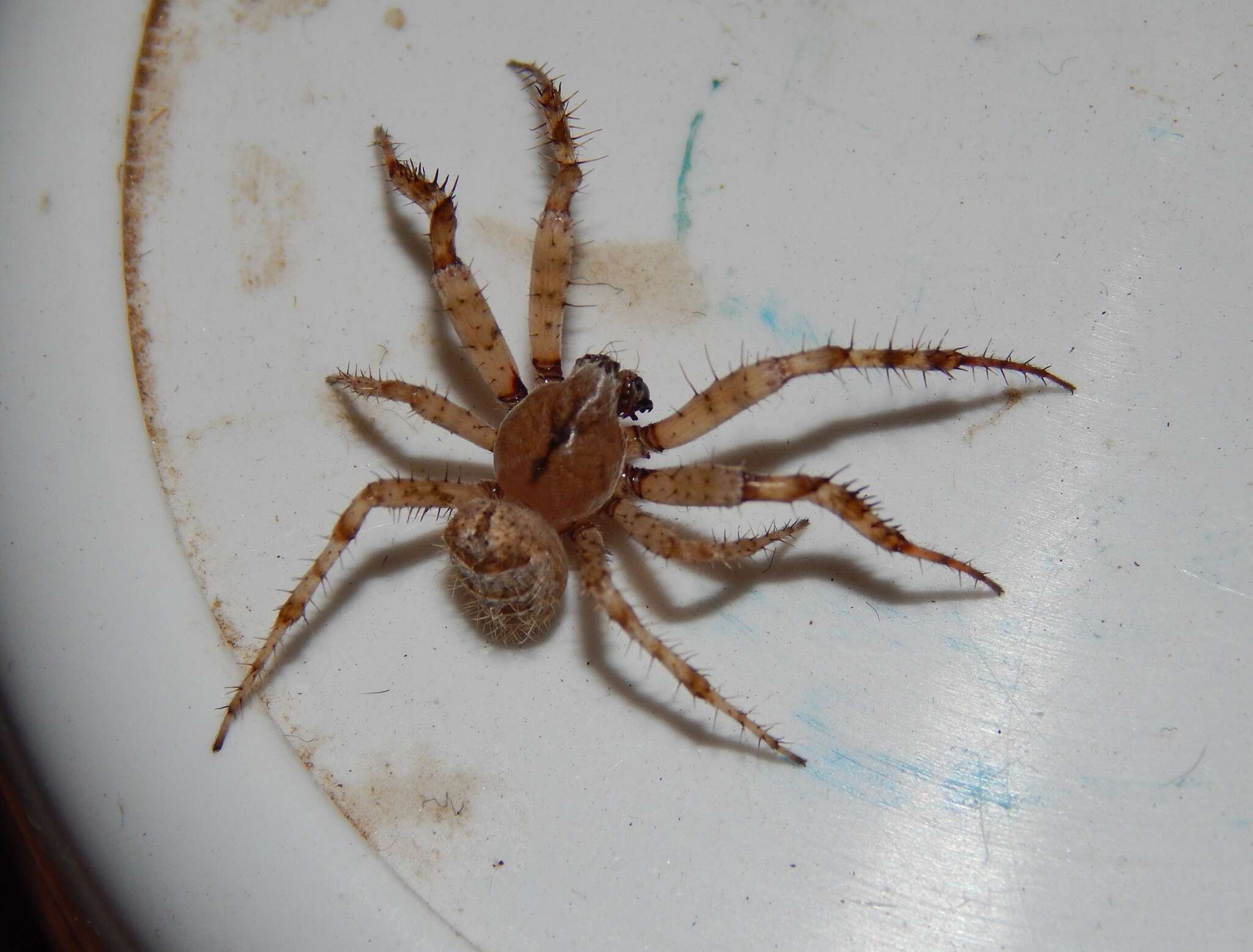 Imagem de Pararaneus cyrtoscapus (Pocock 1898)