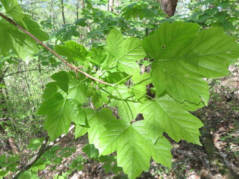 Imagem de Acer diabolicum Bl. ex Koch