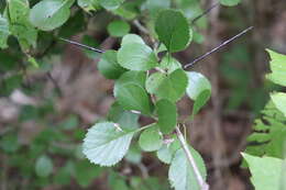 Слика од Crataegus reverchonii Sarg.