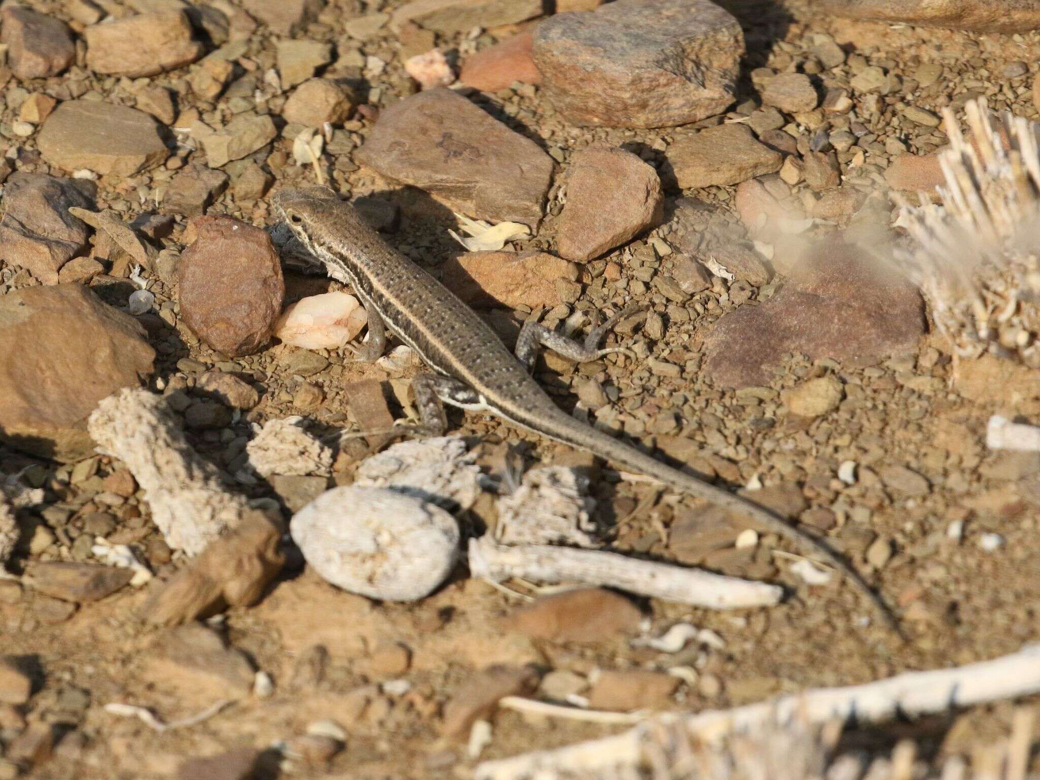 Image de Trachylepis acutilabris (Peters 1862)