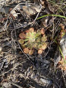 Image of Drosera darwinensis Lowrie