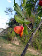 Majidea zanguebarica subsp. madagascariensis (Baill.) Capuron的圖片