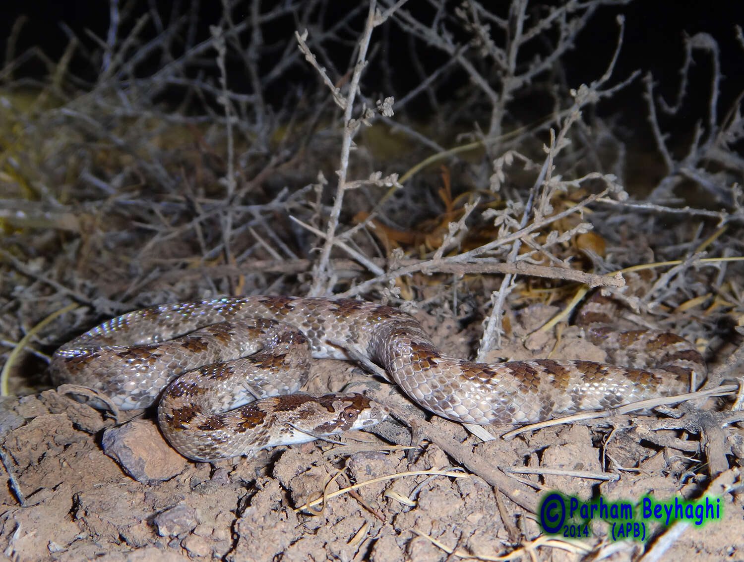 صورة Lytorhynchus ridgewayi Boulenger 1887