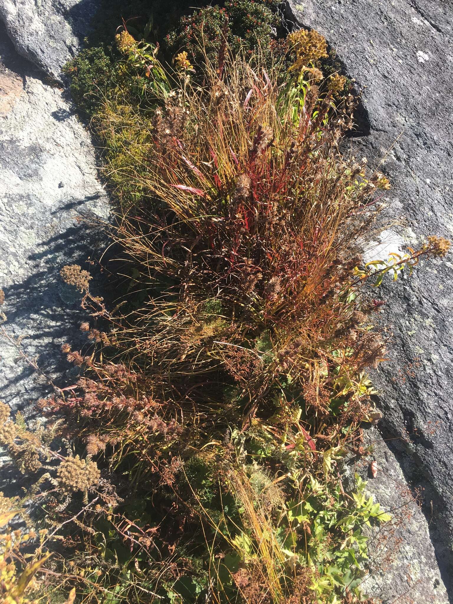 Image of Heller's blazing star