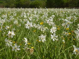 Narcissus poeticus subsp. radiiflorus (Salisb.) Baker的圖片