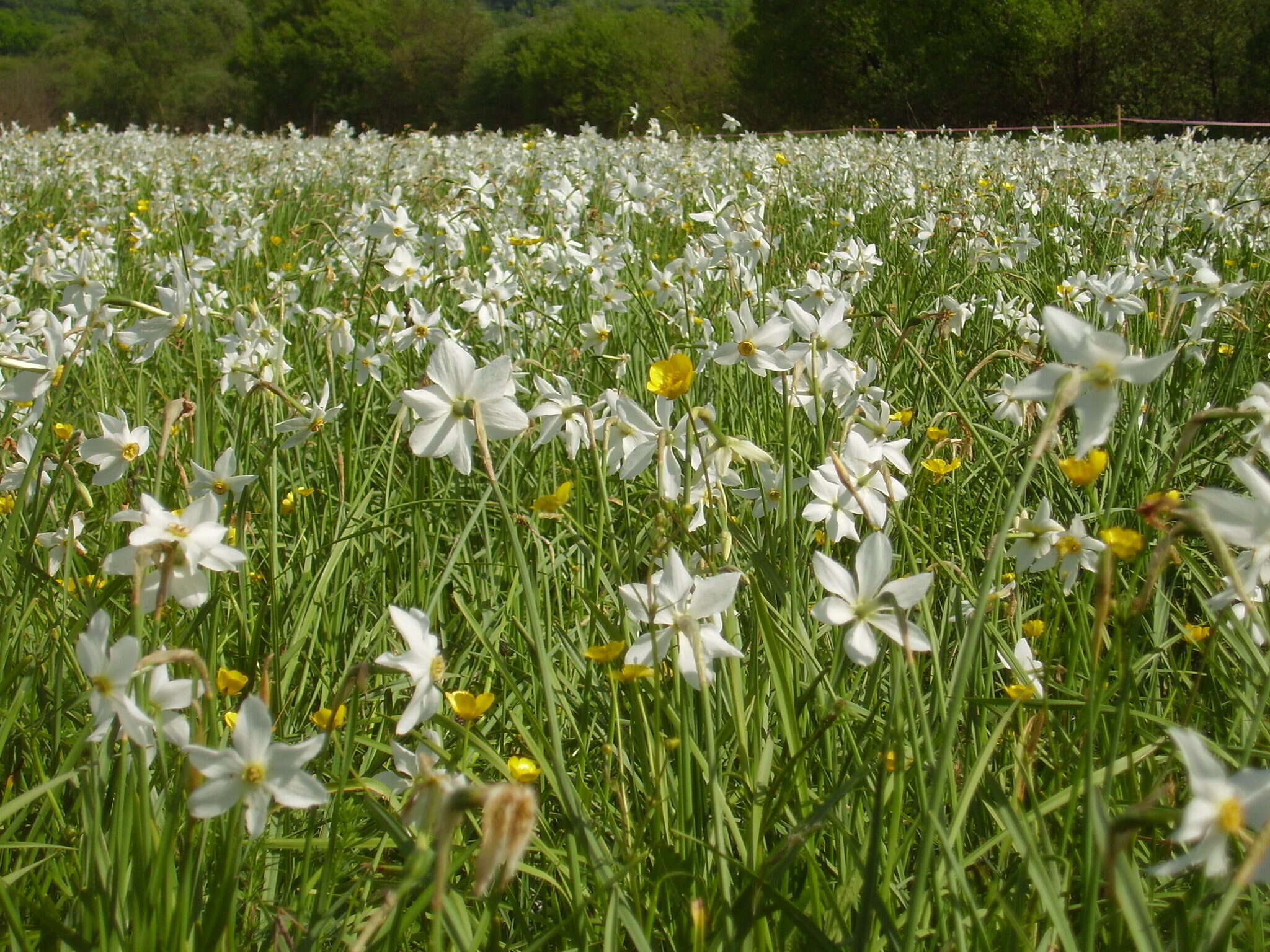 Imagem de Narcissus poeticus subsp. radiiflorus (Salisb.) Baker