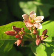 Image of Fraser's St. John's-Wort