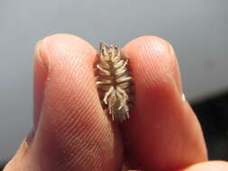 Image of Isopod