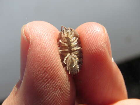 Image of Isopod